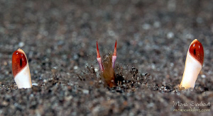 crab hiding in the sand at night by Mona Dienhart 